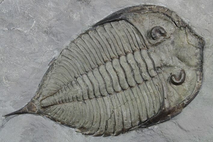 Dalmanites Trilobite Fossil - New York #357139